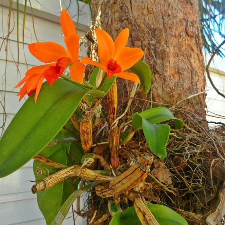 Pousada Orquideas Guaruja Bagian luar foto